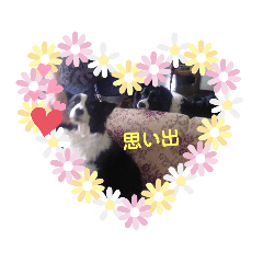 [LINEスタンプ] ボーダーコリーあすりーとくん