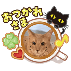 [LINEスタンプ] ソマリにゃんこ2
