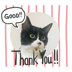 [LINEスタンプ] ねこの忍忍 スタンプ 1