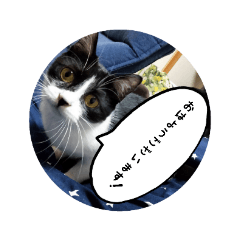 [LINEスタンプ] みよっさん家のネコ