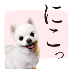 [LINEスタンプ] 白ポメ千代子