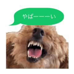 [LINEスタンプ] 愛犬らむぎ専用