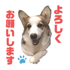 [LINEスタンプ] コーギーのはな#3