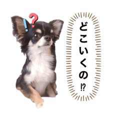 [LINEスタンプ] 実用性のないかいくんスタンプ③