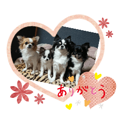 [LINEスタンプ] チワワラブ②