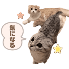 [LINEスタンプ] たぬもた⑨