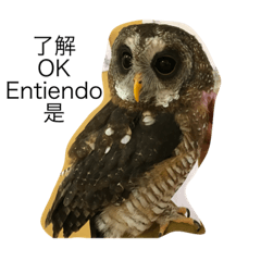 [LINEスタンプ] フクロウ一家だんらんトーク