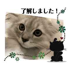 [LINEスタンプ] かわいいねこねこねこ2