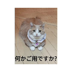[LINEスタンプ] ぷっちゃん＆いよちゃん①