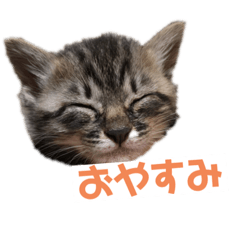 [LINEスタンプ] ゆずスタンプ サバトラちゃん