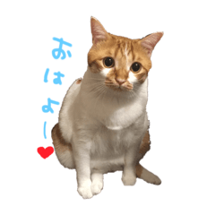[LINEスタンプ] たかちゃんはアイドル(    ◜ω◝   )