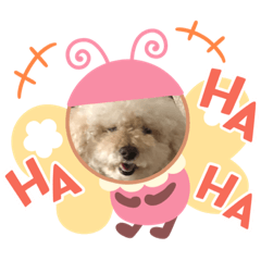 [LINEスタンプ] トイプーみるくちゃん