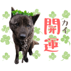 [LINEスタンプ] 甲斐犬のカイくん★