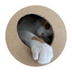 [LINEスタンプ] 保護猫さくちゃん