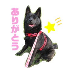 [LINEスタンプ] 甲斐犬 秋月