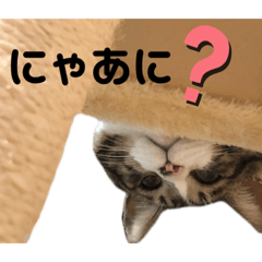 [LINEスタンプ] くるぶし先輩withにゃんず