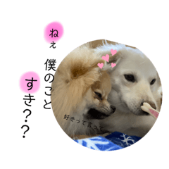 [LINEスタンプ] びぃ君
