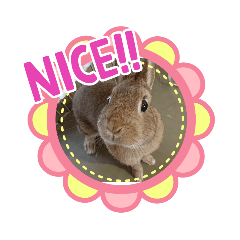 [LINEスタンプ] うさちゃんの毎日スタンプ①