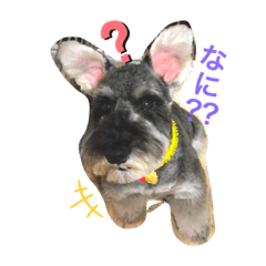 [LINEスタンプ] シュナンプタンプ
