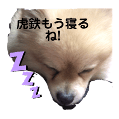 [LINEスタンプ] ポメラニアン虎鉄