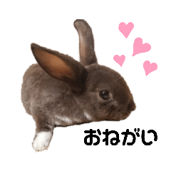 [LINEスタンプ] Cocoa_Family