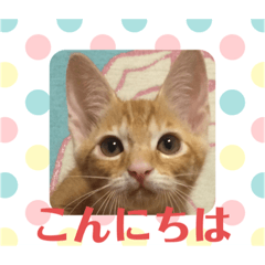 [LINEスタンプ] ミーちゃマンのスタンプ2