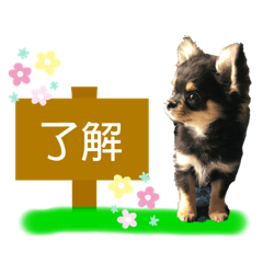 [LINEスタンプ] ゆうゆのチワワとダックス2