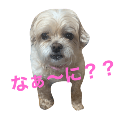 [LINEスタンプ] アポロちゃん178