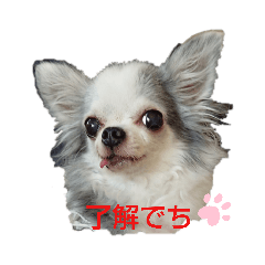 [LINEスタンプ] わるちわふぁみり～♪