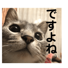 [LINEスタンプ] ビビレオスタンプ