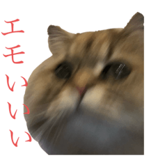 [LINEスタンプ] 猫のおこめの日常