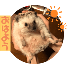[LINEスタンプ] ハリネズミのぽんちゃん2