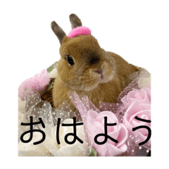 [LINEスタンプ] うさぎのむちこ