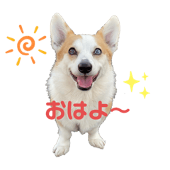 [LINEスタンプ] コーギーのひまわりちゃん