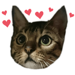 [LINEスタンプ] ベンガル猫ちゃん！♡