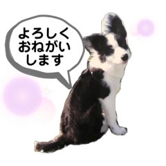 [LINEスタンプ] ボーダーコリーBNDA