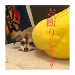 [LINEスタンプ] いなり様のお言葉