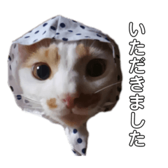 [LINEスタンプ] 北の猫たち