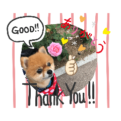 [LINEスタンプ] ポメラニアンのルイだよ。