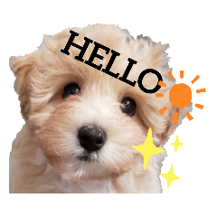 [LINEスタンプ] 癒しのマルプー