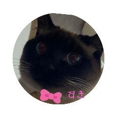 [LINEスタンプ] adorable Azuki 2