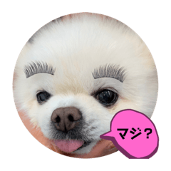 [LINEスタンプ] 白ポメのラナちゃん④