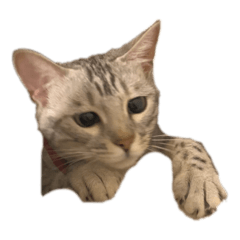 [LINEスタンプ] ベルだよ！2
