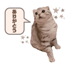 [LINEスタンプ] たぬもた⑩