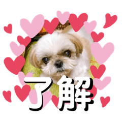 [LINEスタンプ] シーズーのらんちゃん