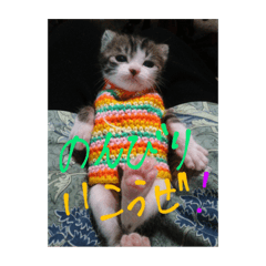 [LINEスタンプ] ステイホームキャット