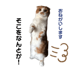 [LINEスタンプ] 愛猫まんちかん。