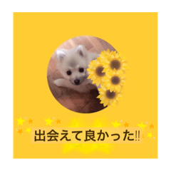 [LINEスタンプ] 可愛いポメラニアンもぐちゃんスタンプ