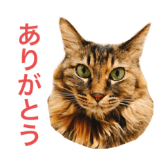 [LINEスタンプ] あきあきあきたん