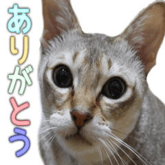 [LINEスタンプ] のほほん太っちょボーイズ2